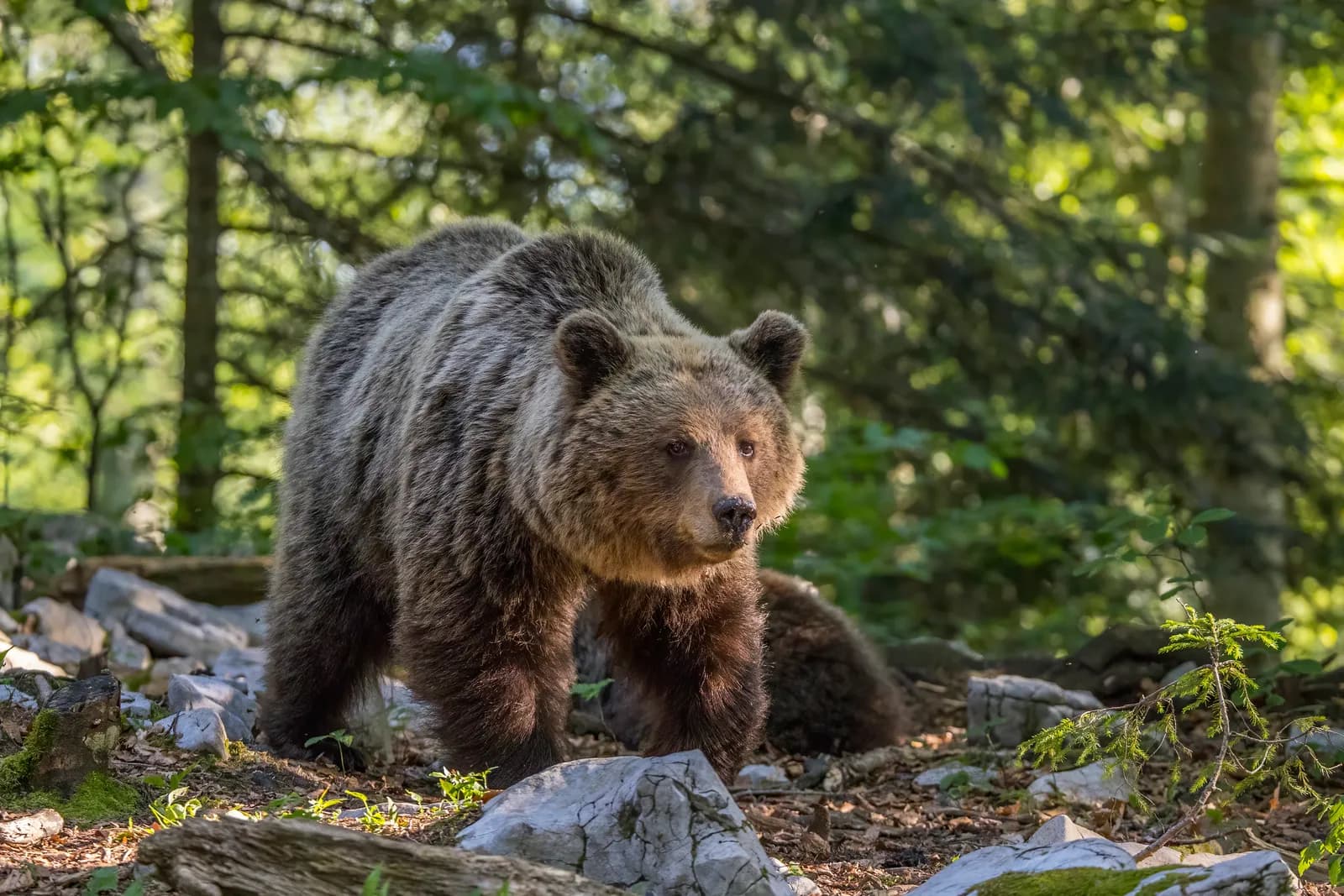 Ours brun massif avançant entre les rochers d'une forêt, le regard tourné vers l'objectif