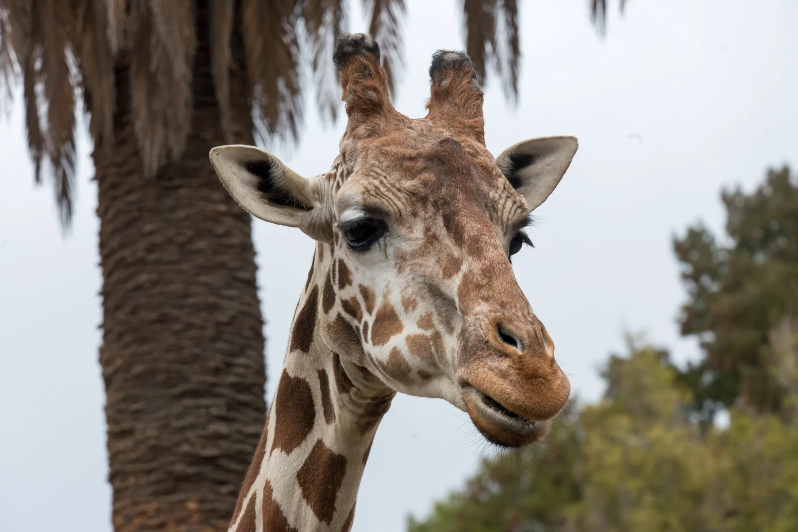 Tête d'une girafe réticulée en gros plan, oreilles dressées et petites cornes, devant un palmier