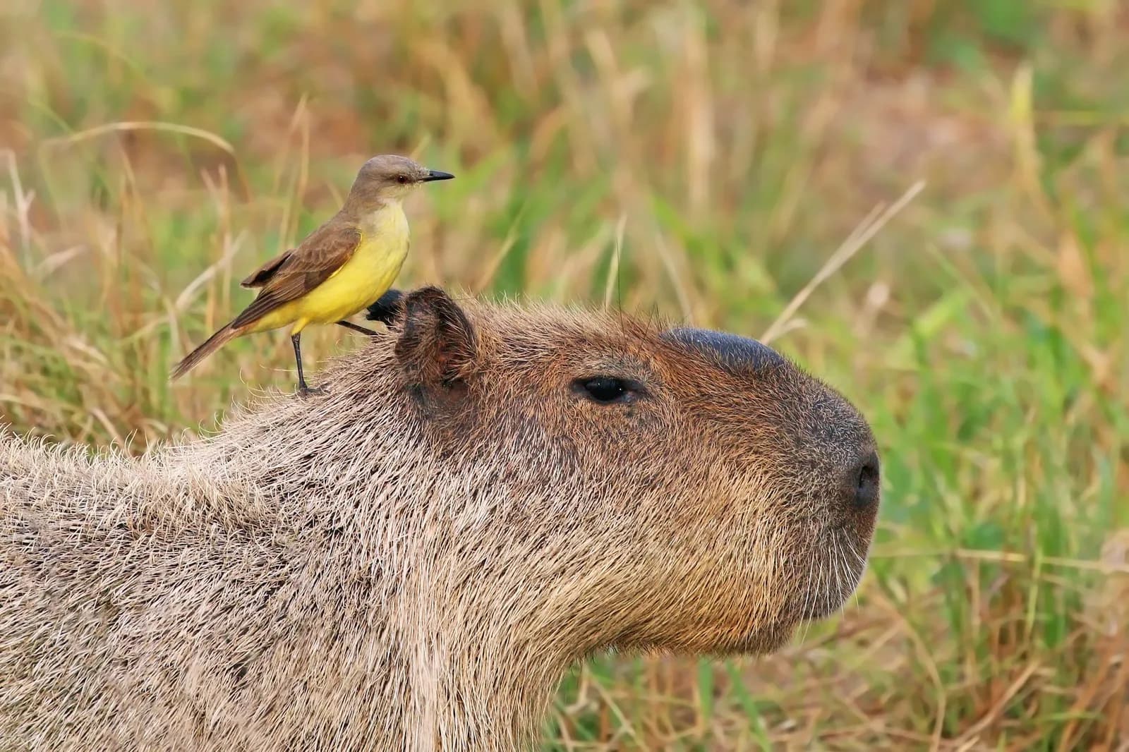 Capybara vu de profil dans les herbes hautes, avec un petit oiseau jaune perché tranquillement sur sa tête