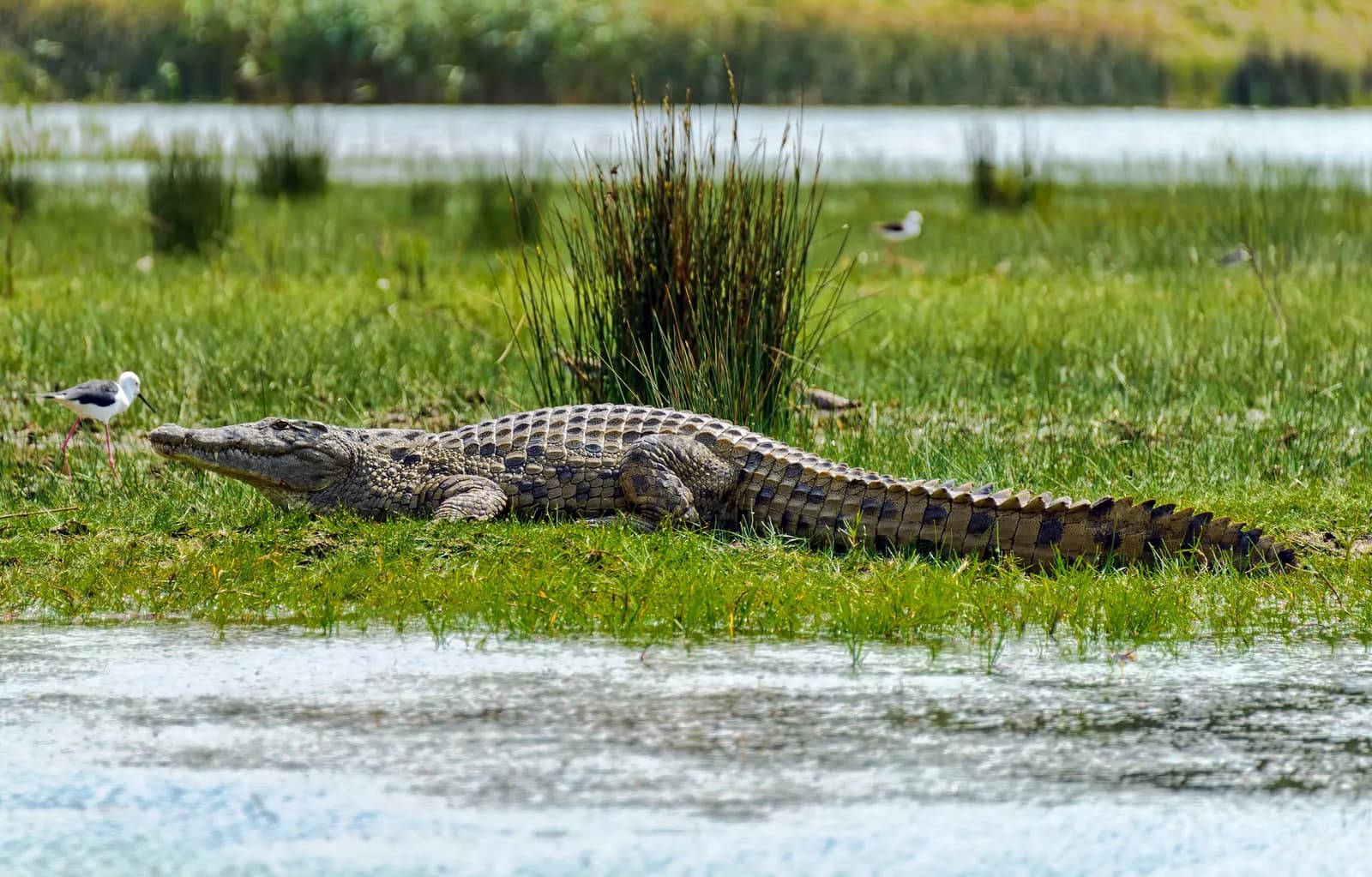 Crocodile du Nil allongé dans l'herbe verte au bord de l'eau, avec un échassier blanc et noir qui marche près de son museau
