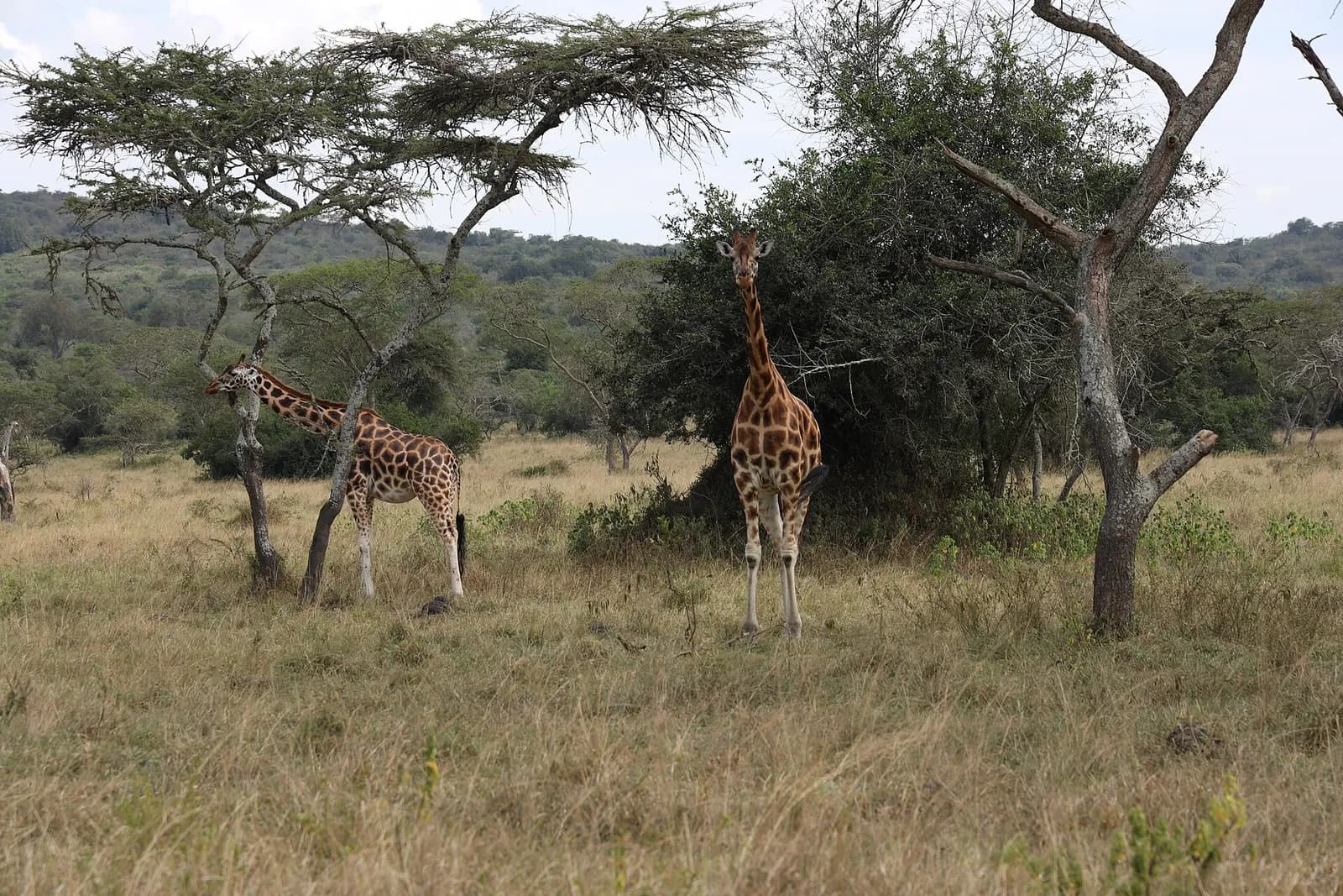 Deux girafes de Rothschild dans une savane herbeuse parsemée d'acacias, l'une broutant un arbre, l'autre de face