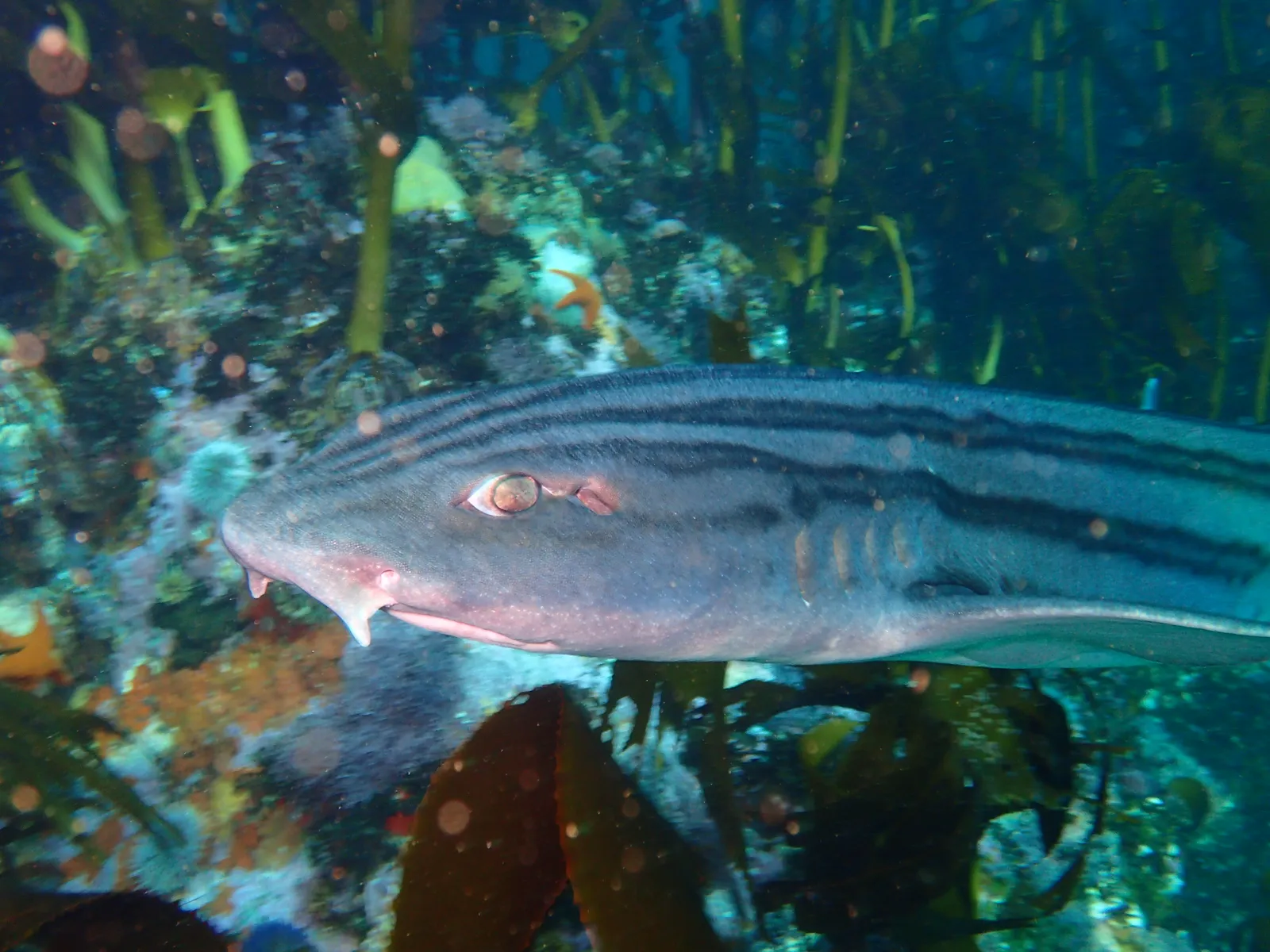 Requin-pyjama aux rayures sombres nageant au ras d'un récif couvert d'algues et de varech, en Afrique du Sud