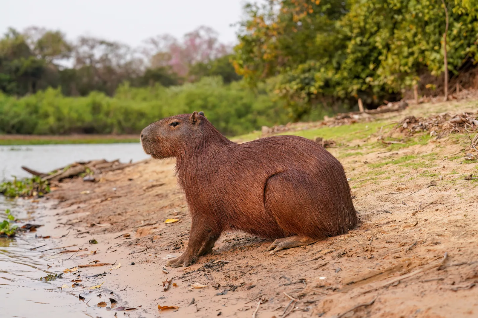 Capybara assis au bord d'une rivière, sur une berge de sable, avec une végétation dense en arrière-plan