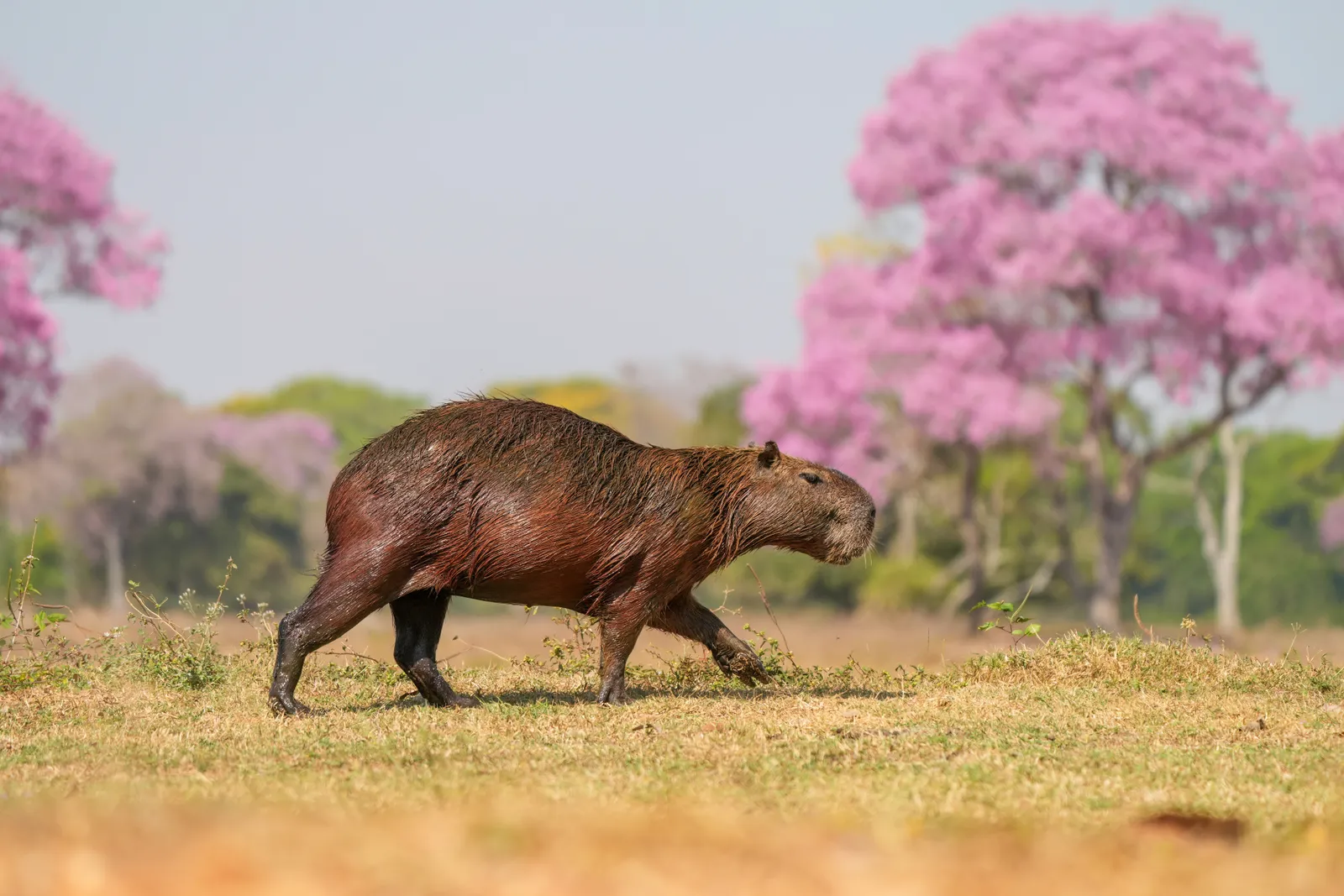 Capybara marchant dans une prairie rase, devant des arbres en fleurs roses