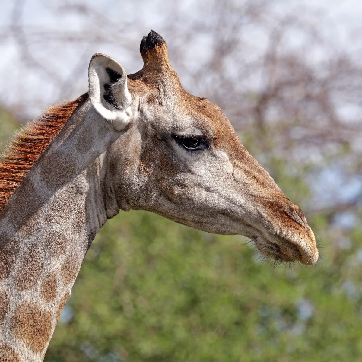 Tête d'une girafe femelle de profil, avec ses deux ossicônes à la pointe noire, une oreille dressée et le cou taché de brun